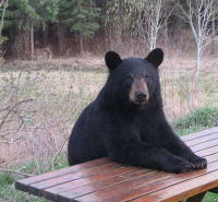 Black bear at the picnic table