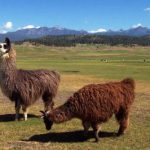 North Pagosa Springs Llamas