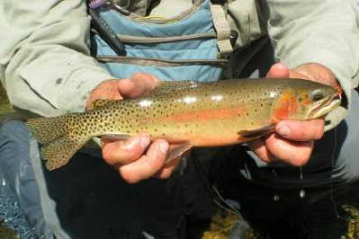 Pagosa springs rainbow traout