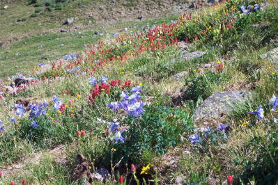 Pagosa wildflowers