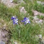 Pagosa springs wildflowers