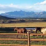 Continental Estates ranch horses