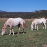 Chris Mountain Ranch horses