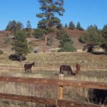 Colorado's timber ridge horse property