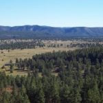 Colorado's timber ridge landscape
