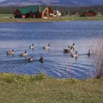 Capstone Village lake ducks