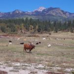 Eagle Peak Ranch cattle