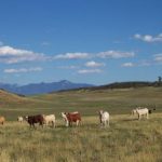 Eagle Peak Ranch livestock