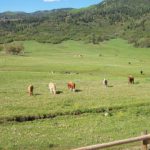 high west livestock ranch