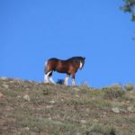 Mill Creek Meadows Ranch horse