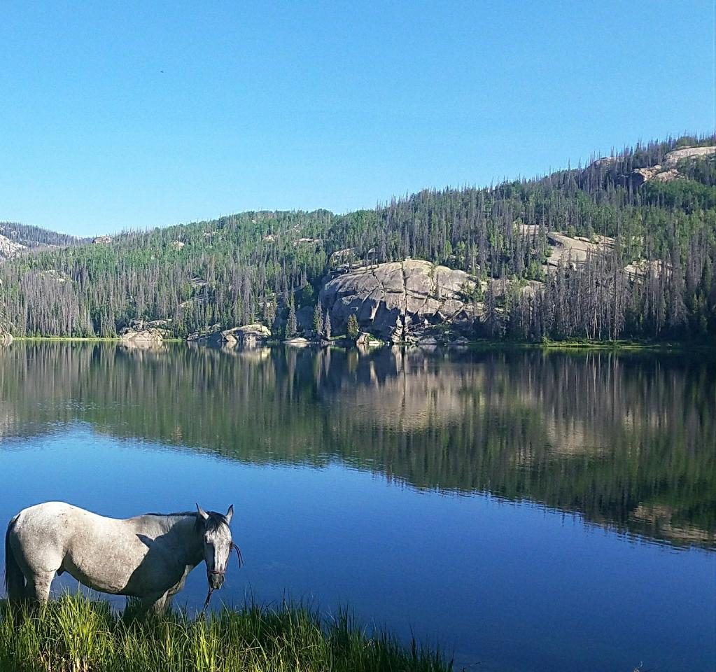 horse at reservoir near pagosa springs co