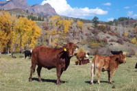 Livestock have rights in Colorado